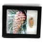 Pine Cone Fossil w/ Display Box 16778