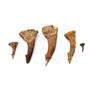 Onchopristis Sawfish Tooth Fossil Lot of 5 Teeth 16819