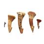 Onchopristis Sawfish Tooth Fossil Lot of 5 Teeth16825