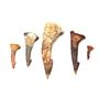 Onchopristis Sawfish Tooth Fossil Lot of 5 Teeth 16847
