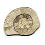 Limestone Ammonite Fossil Jurassic Great Britain 16981