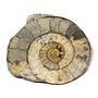 Limestone Ammonite Fossil Jurassic Great Britain 16987