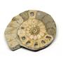 Limestone Ammonite Fossil Great Britain 16990