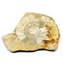 Limestone Ammonite Fossil Great Britain 16998
