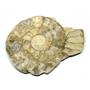 Limestone Ammonite Fossil Jurassic Great Britain 17001