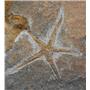 Starfish Fossil Ordovician 450 Million Years Ago Morocco #17018 42oz