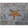 Starfish Fossil Ordovician 450 Million Years Ago Morocco #17022 16o