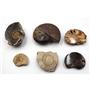 Ammonite, Nautilus & Goniatite Fossil Lot (6 pieces) #17043 45o