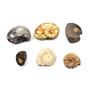 Ammonite, Nautilus & Goniatite Fossil Lot (6 pieces) -17046