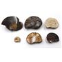 Ammonite, Nautilus & Goniatite Fossil Lot (6 pieces) #17050 30o