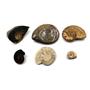 Ammonite, Nautilus & Goniatite Fossil Lot (6 pieces) #17053 31o