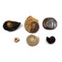Ammonite, Nautilus & Goniatite Fossil Lot 17065