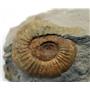 Perisphinctes Ammonite Fossil- Bavaria, West Germany -17079
