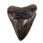 Megalodon Tooth Fossil Shark 4.545 inches -17170