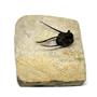 TRILOBITE Cyphaspis eberhardiei Fossil Morocco 400 MYO COA #17251 15o