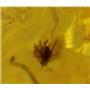 AMBER Fossil with Insect Inclusion PLUS Mini Microscope  #17407 4o