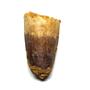 SPINOSAURUS Dinosaur Tooth Fossil 1.628 inch w/ Info Card #17413 3o