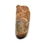 SPINOSAURUS Dinosaur Tooth Fossil 1.850 inch w/ Info Card #17417 3o