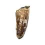 SPINOSAURUS Dinosaur Tooth Fossil 2.319 inch w/ Info Card #17418 3o