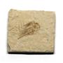 Carpopenaeus Genuine Fossil Shrimp Prawn 95 MYO 6o  #17504