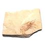 Carpopenaeus Genuine Fossil Shrimp Prawn 95 MYO 6o  #17512
