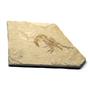 Carpopenaeus Genuine Fossil Shrimp Prawn 95 MYO 6o  #17515