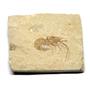 Carpopenaeus Genuine Fossil Shrimp Prawn 95 MYO 6o  #17517