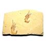 Carpopenaeus Genuine Fossil Shrimp Prawn 95 MYO 6o  #17520