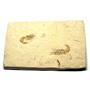 Carpopenaeus Genuine Fossil Shrimp Prawn 95 MYO 6o  #17521