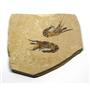 Carpopenaeus Genuine Fossil Shrimp Prawn 95 MYO 6o  #17522