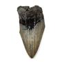 MEGALODON TOOTH Fossil SHARK 3.051 inches -Up to 25 Million Years Old #17531