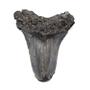 MEGALODON TOOTH Fossil SHARK 3.365 inches -Up to 25 Million Years Old #17532