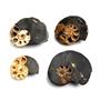Ammonite Hoploscaphites Lot of 4 Fossil Montana 100 MYO w/label #17555
