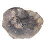 Ammonite Fossil 7 1/4 inches #17578