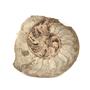 Ammonite Fossil 5 inches #17584