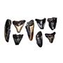 Megalodon Teeth Lot of 8 Fossils #14224