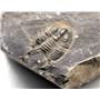 Lot of Unprepared Elrathia Kingi Trilobite Fossils #17928
