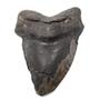 Megalodon Tooth Fossil Shark 5.502 inches -17172