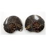 Ammonite Hoploscaphites Split Polished Fossil Montana 100 MYO w/label #18024