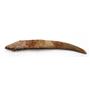 HYBODUS Shark Dorsal Fin Spine Real Fossil 7 inch 18075