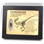 Dromeosaur Raptor Dinosaur Tooth Fossil .645 inch 18133