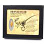 Dromeosaur Raptor Dinosaur Tooth Fossil .787 inch 18135