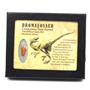 Dromeosaur Raptor Dinosaur Tooth Fossil .709 inch 18139
