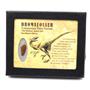 Dromeosaur Raptor Dinosaur Tooth Fossil .825 inch 18147