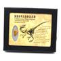 Dromeosaur Raptor Dinosaur Tooth Fossil .625 inch 18149