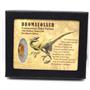 Dromeosaur Raptor Dinosaur Tooth Fossil .901 inch 18150